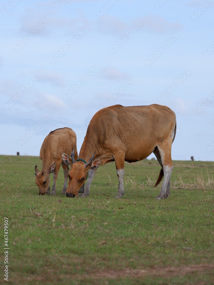 animal in grass animal in grass