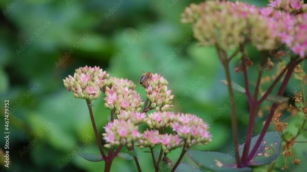 Honeybee flying around milkweed flowers on green background. Slow motion, shallow depth of field. Honeybee flying around milkweed flowers on green background. Slow motion, shallow depth of field.