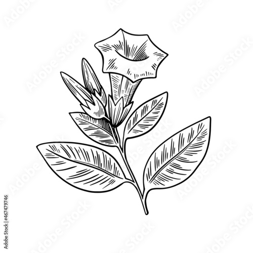 Poisonous plant Datura isolated on white background. Hand drawn vector illustration in engraving style.
