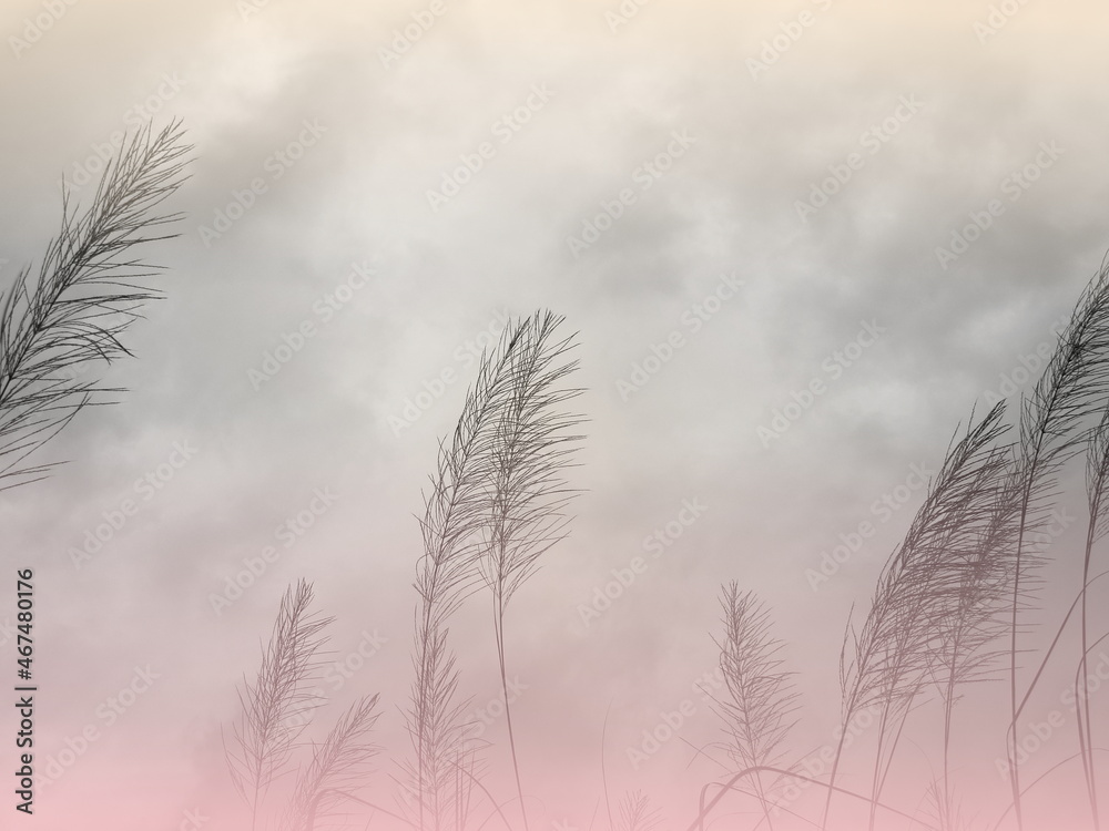 Obraz premium Soft gently wind grass flowers in aesthetic nature of early morning misty sky background. Quiet and calm image in minimal zen mood. Winter nature in pastel tone.