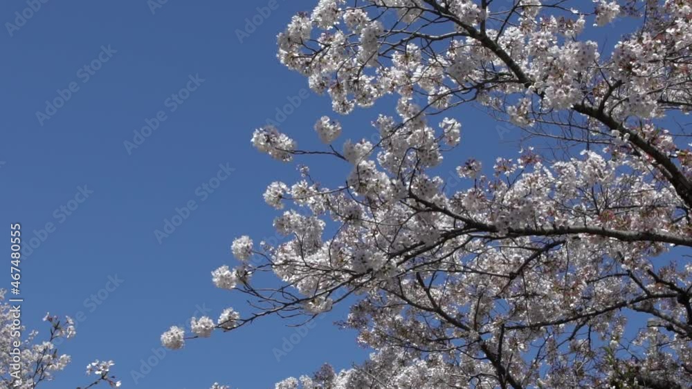 Slow Motion of beautiful branches of blossoming sakura trees with blues sky background at Kyoto. Cherry blossom tree of Japan. Spring scenery of amazing Japanese cherries blooming branch at city.-Dan Slow Motion of beautiful branches of blossoming sakura trees with blues sky background at Kyoto. Cherry blossom tree of Japan. Spring scenery of amazing Japanese cherries blooming branch at city.-Dan