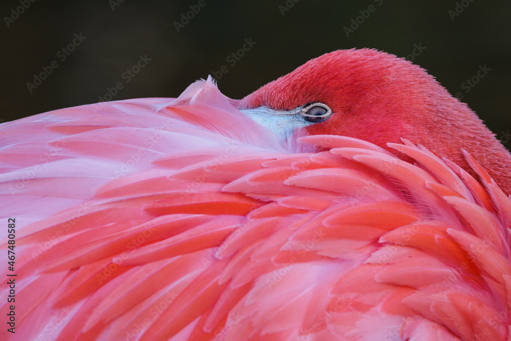 Fototapeta premium Cuban flamingo head detail in feathers.