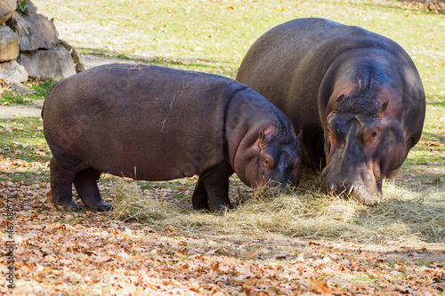 Hippopotamus with cub eating hay outside.