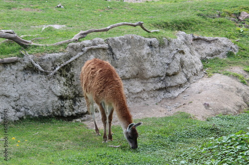 llama animal