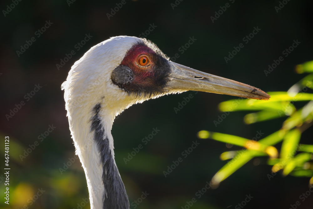White-tailed crane head portrait outdoor.