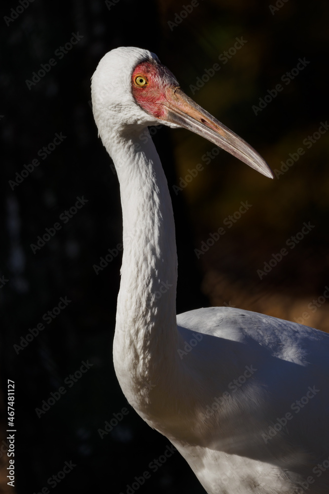 Obraz premium Siberian crane portrait outdoors in nature.