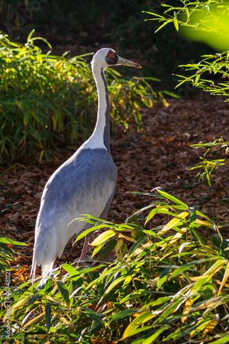 Caucasian white-tailed crane outdoors.