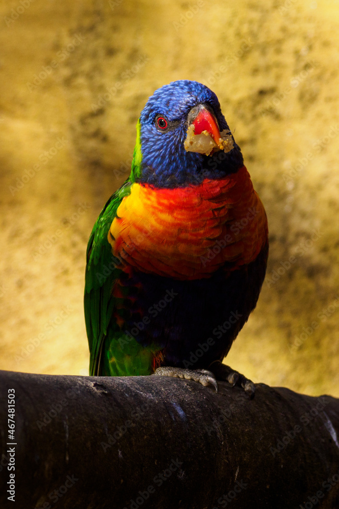 Naklejka premium Multicolored lori parrot feeding on a branch.