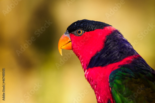 Portrait of a lori parrot head. photo
