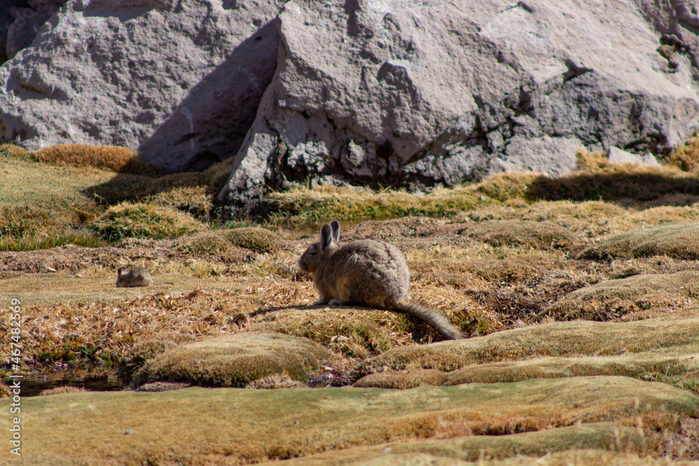 Fototapeta premium vizcacha rocas