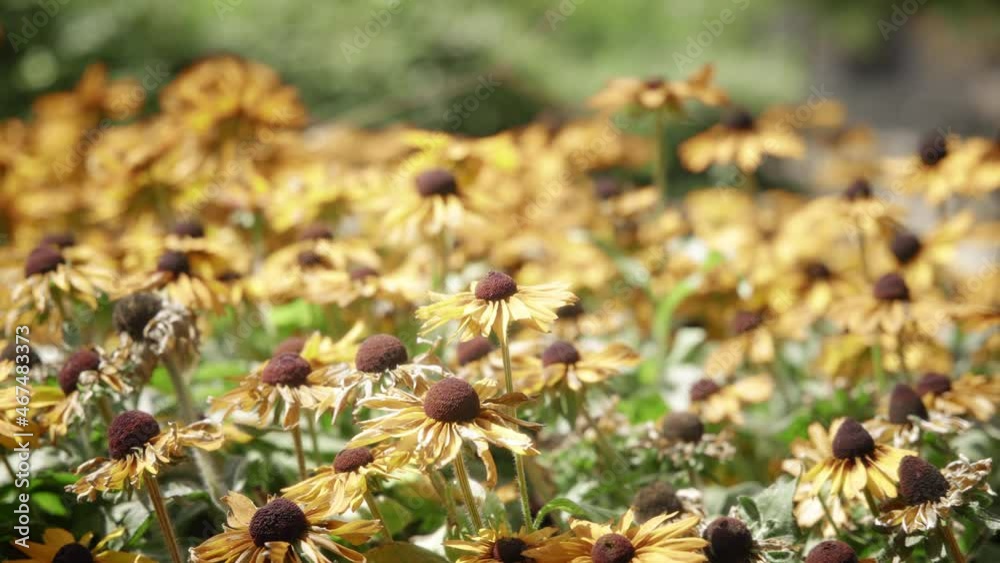 Beautiful black eyed susan flowers on a sunny day. Slow motion. Beautiful black eyed susan flowers on a sunny day. Slow motion.