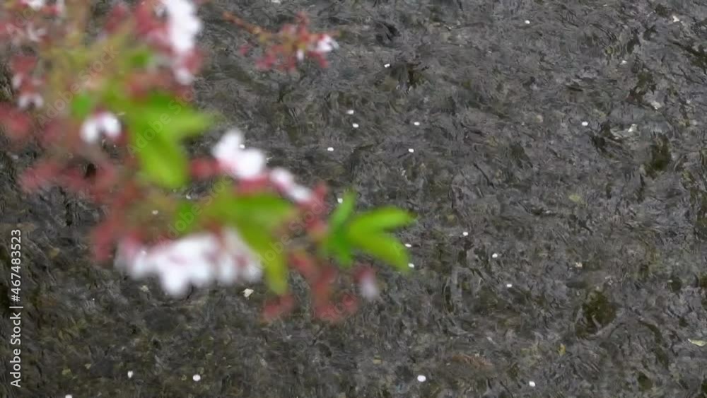 Beautiful sakura cherry blossom trees at Takase river on Kyoto. Spring scenery of amazing Japanese cherries blooming branch at city of Japan-Dan