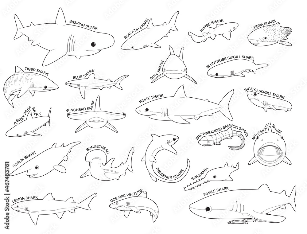 Shark Various Kind Identify Cartoon Vector Black and White