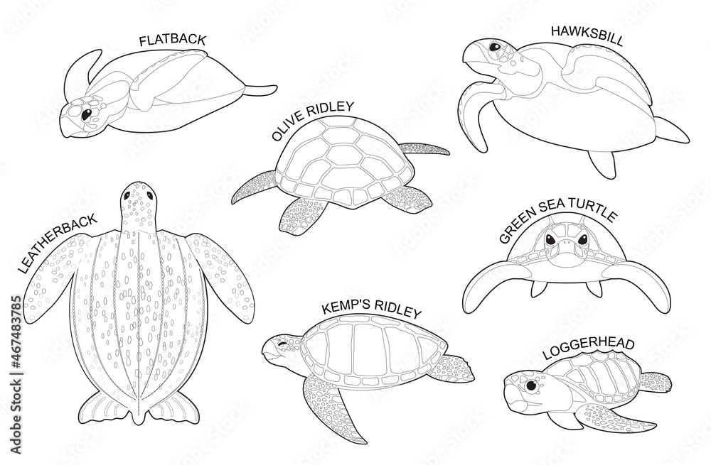 Sea Turtle Set Various Kind Identify Cartoon Vector Black and White Sea Turtle Set Various Kind Identify Cartoon Vector Black and White
