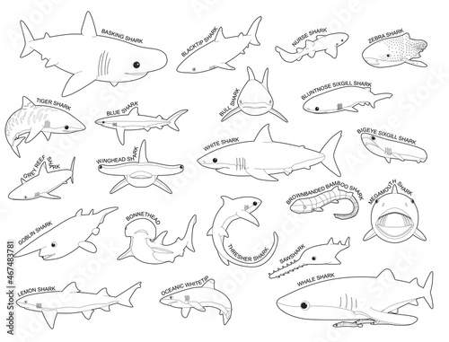 Shark Various Kind Identify Cartoon Vector Black and White