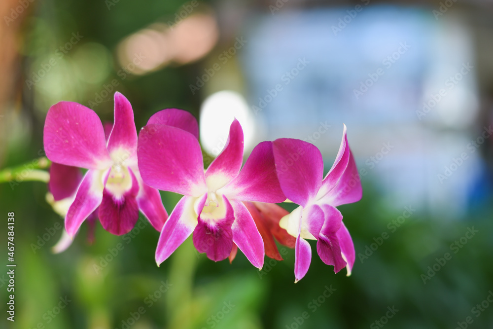 Purple orchids when it rains with water droplets on the flowers. Purple orchids when it rains with water droplets on the flowers.