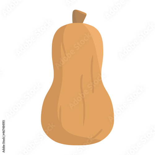 squash fruit for thanksgiving color illustration