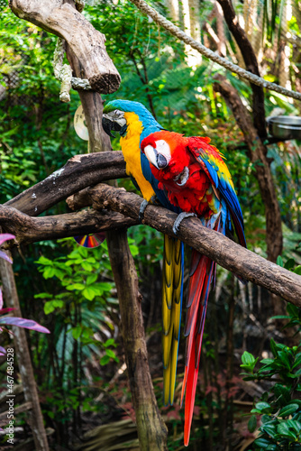Big macaw parrot