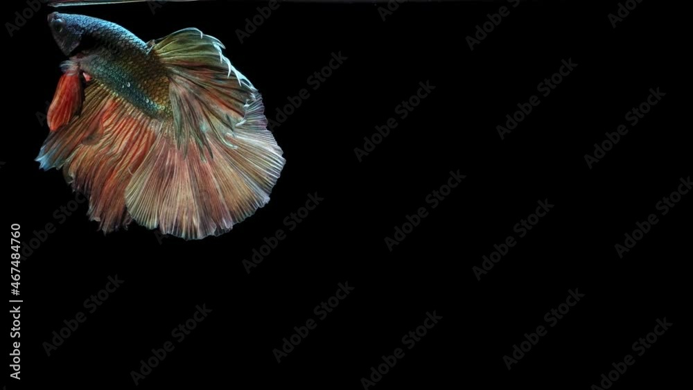 Multi-color Siamese fighting fish