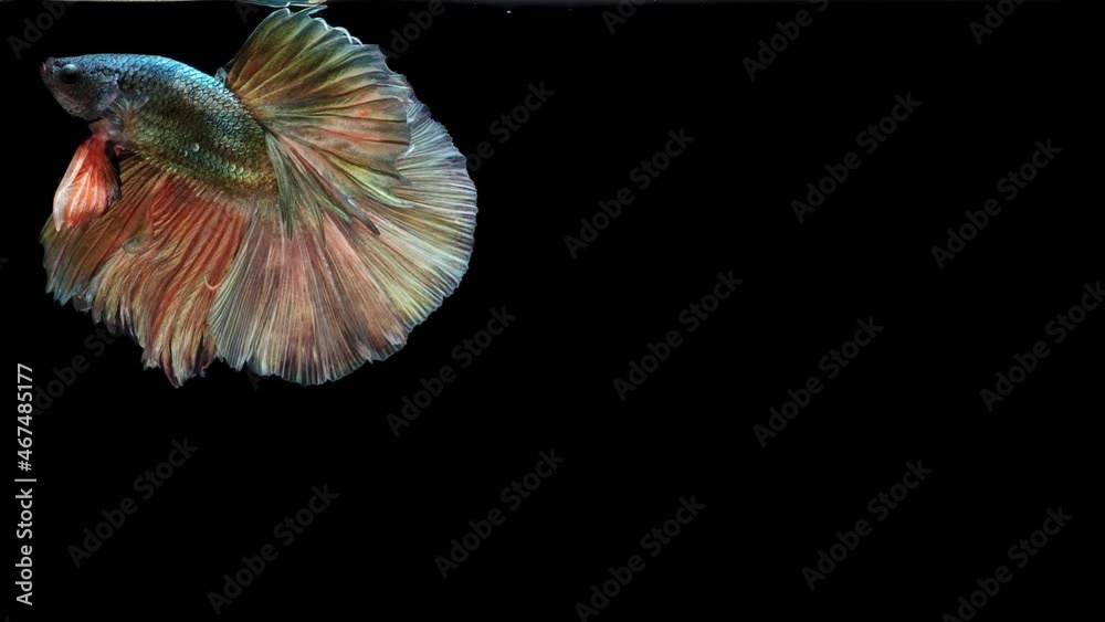 Multi-color Siamese fighting fish Multi-color Siamese fighting fish
