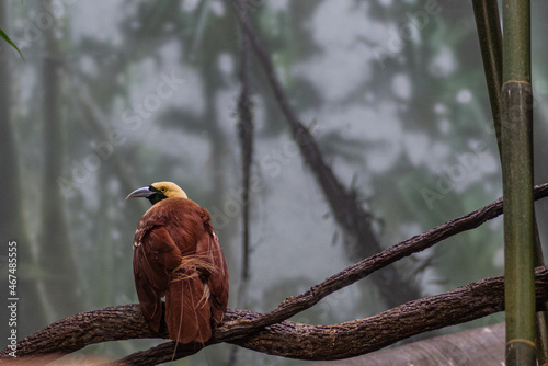 Raggiana bird of paradise photo