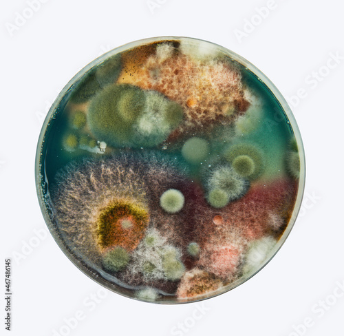 Various colorful mold types in a petri dish