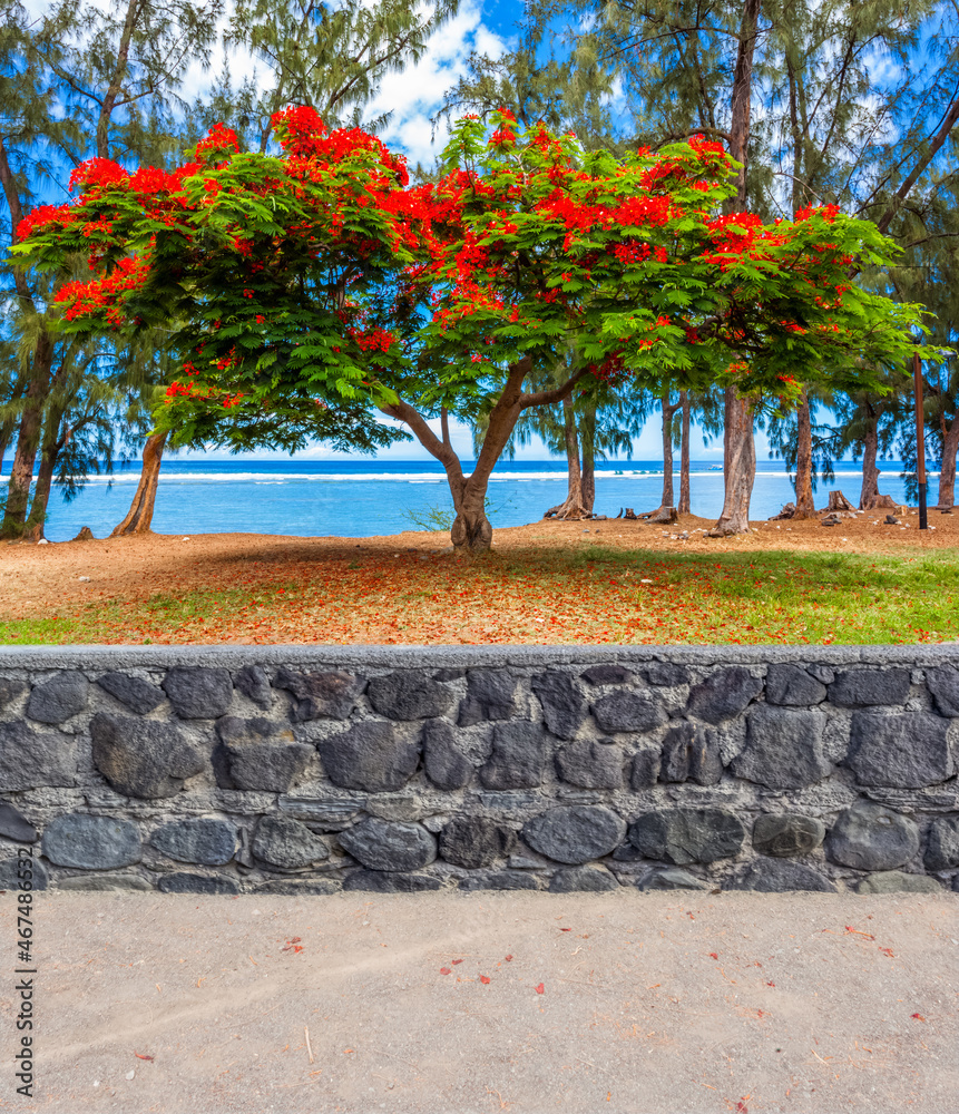 Flamboyant sur plage du lagon de Saint-Leu, île de La Réunion 