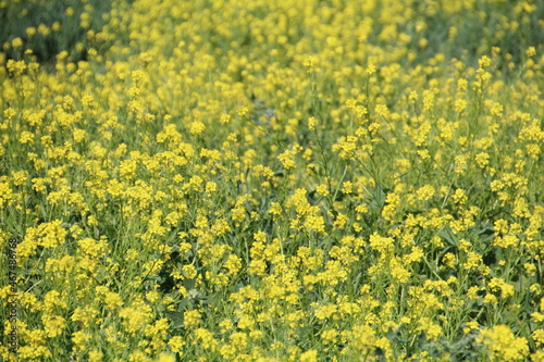 field of yellow flowers © Michael Mamoon