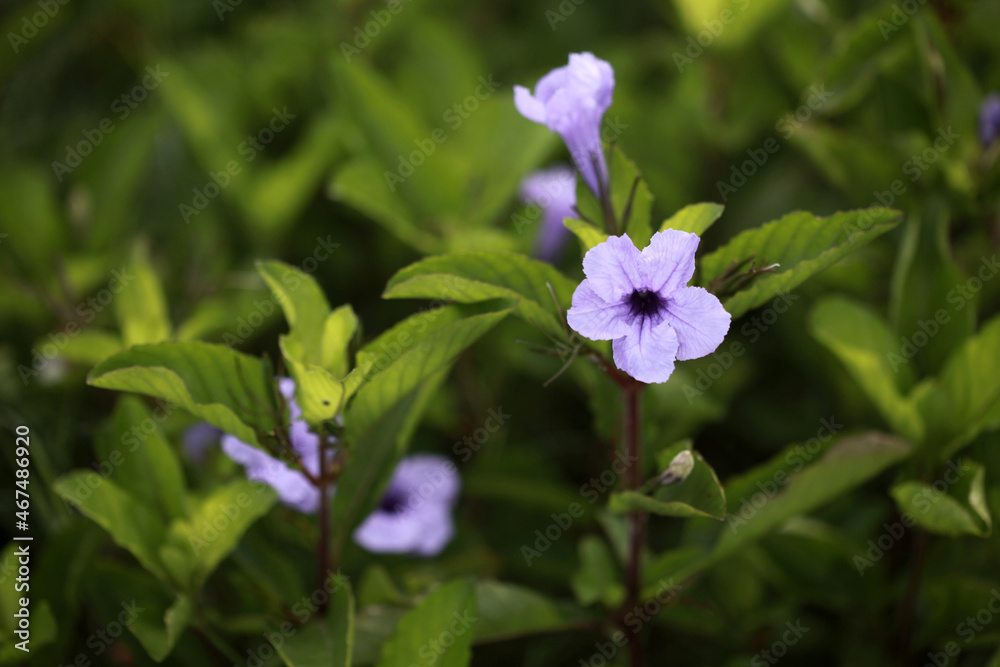 Purple trumpet flower or Ruellia tuberosa is plant originating from Mexico, the Caribbean and South America contains anthocyanin pigments Purple trumpet flower or Ruellia tuberosa is plant originating from Mexico, the Caribbean and South America contains anthocyanin pigments