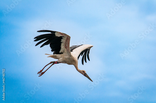 stork in flight © KOHEI TAKE