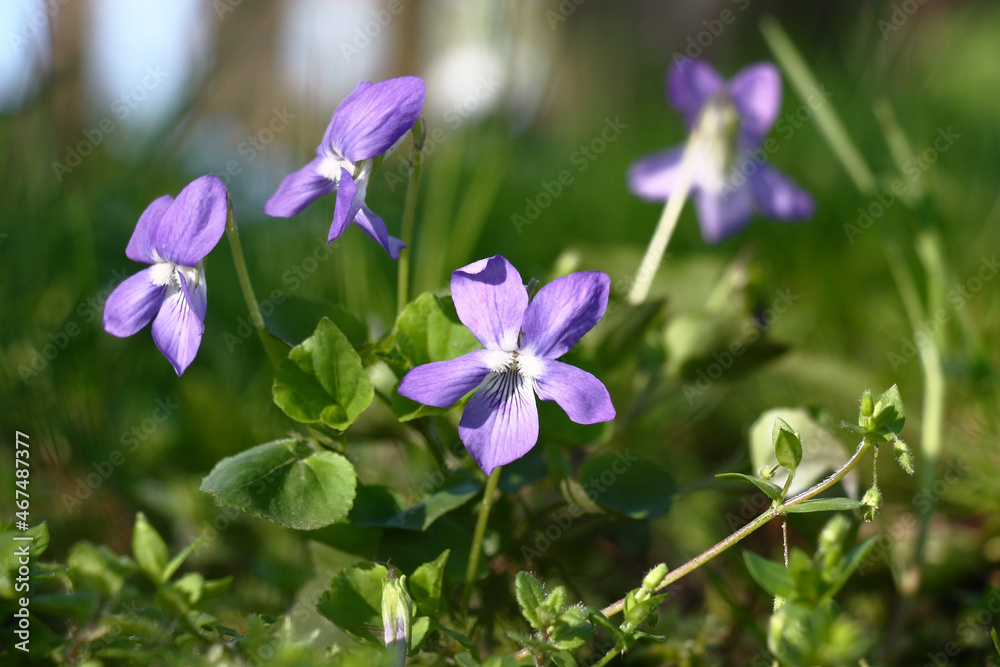 Sunny spring morning in the garden. In gentle blue flowers the viola bush blossoms. Sunny spring morning in the garden. In gentle blue flowers the viola bush blossoms.