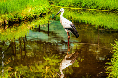 Stork in the water reflected on the surface of the water