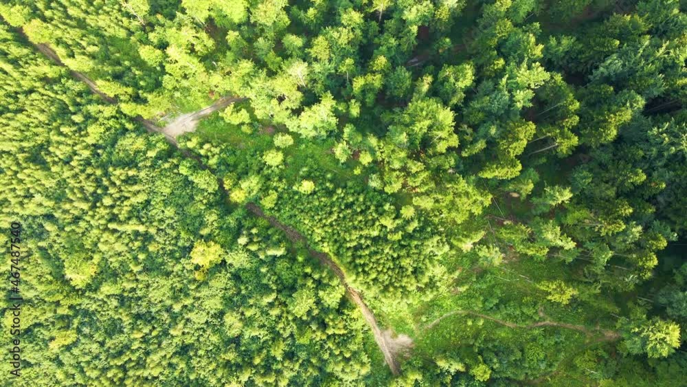 Top down flat aerial view of dark lush forest with green trees canopies in summer. Top down flat aerial view of dark lush forest with green trees canopies in summer.
