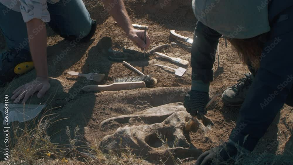 Anonymous archaeologists digging out dinosaur skeleton