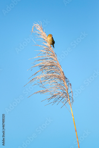 Fleur de canne à sucre et oiseau photo