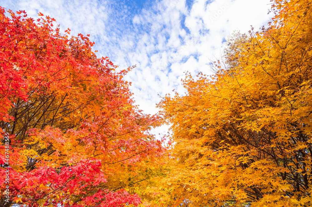 秋の空と紅葉　大峰高原