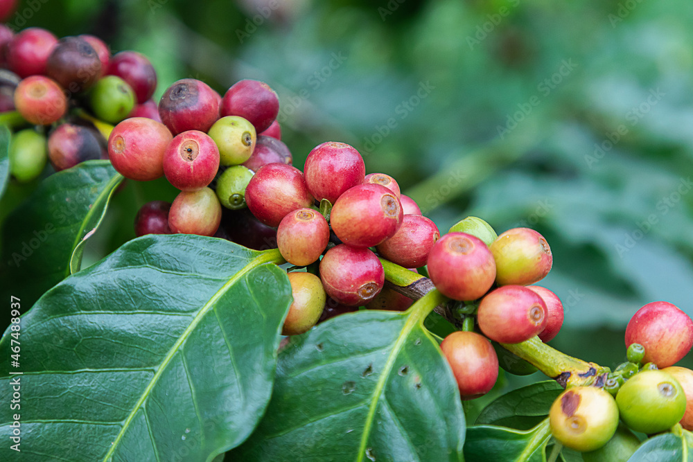 custom made wallpaper toronto digitalCoffee beans arabica on tree at the mountain in farm northern Thailand