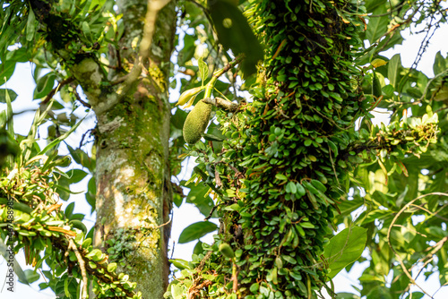 Jackfruit or Pohon Nangka is the name of a kind of tree, as well as fruit.Jackfruit trees belong to the Moraceae tribe, the scientific name is Artocarpus heterophyllus. selective focus. defocus