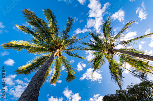 Palmiers sous un beau ciel bleu