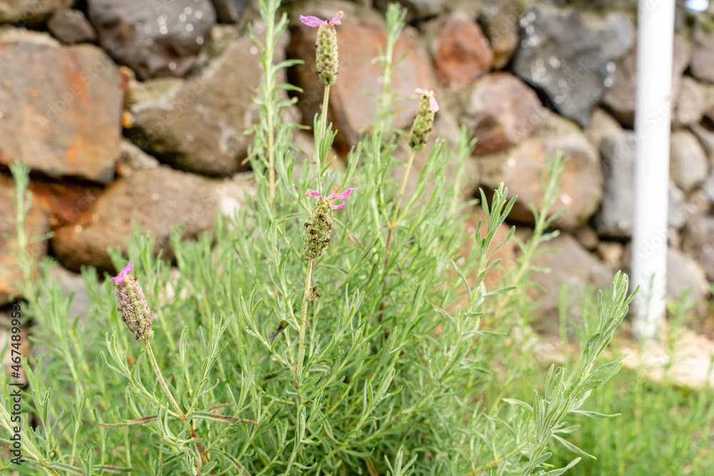 Flowers of French lavender or Lavandula stoechas field. Lavender in the garden. The aromatic French Provence lavender grows in the field. Flowers of French lavender or Lavandula stoechas field. Lavender in the garden. The aromatic French Provence lavender grows in the field.