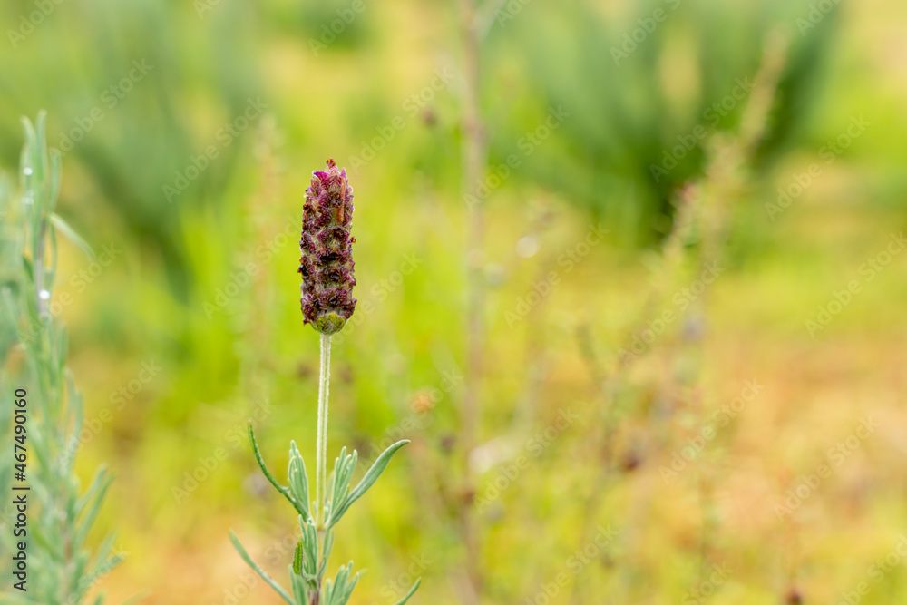 Flowers of French lavender or Lavandula stoechas field. Lavender in the garden. The aromatic French Provence lavender grows in the field. Flowers of French lavender or Lavandula stoechas field. Lavender in the garden. The aromatic French Provence lavender grows in the field.