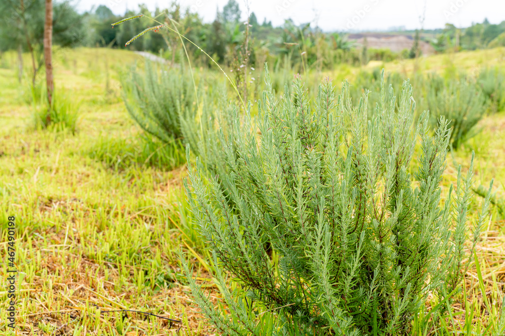 Flowers of French lavender or Lavandula stoechas field. Lavender in the garden. The aromatic French Provence lavender grows in the field. Flowers of French lavender or Lavandula stoechas field. Lavender in the garden. The aromatic French Provence lavender grows in the field.