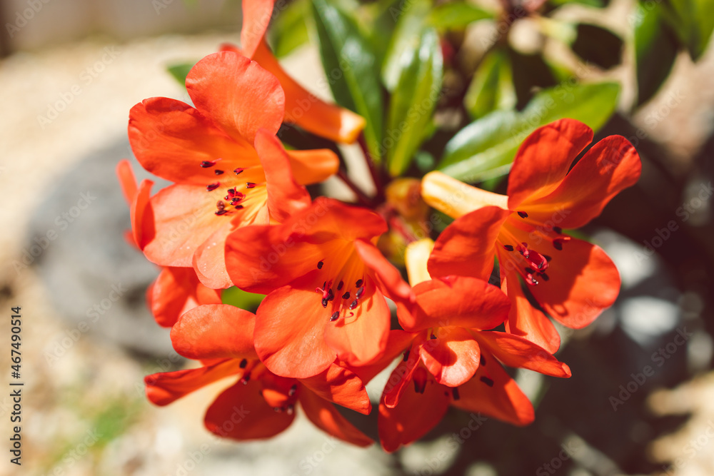 close-up of orange vireya rhododendron plant with coral flowers outdoor close-up of orange vireya rhododendron plant with coral flowers outdoor