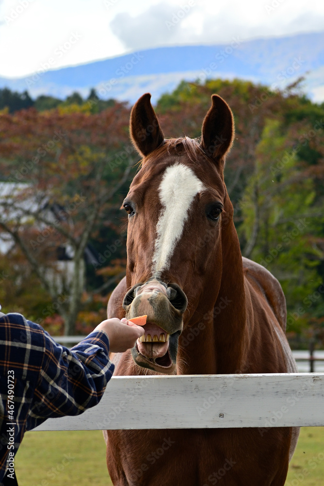 Naklejka premium 牧歌の里