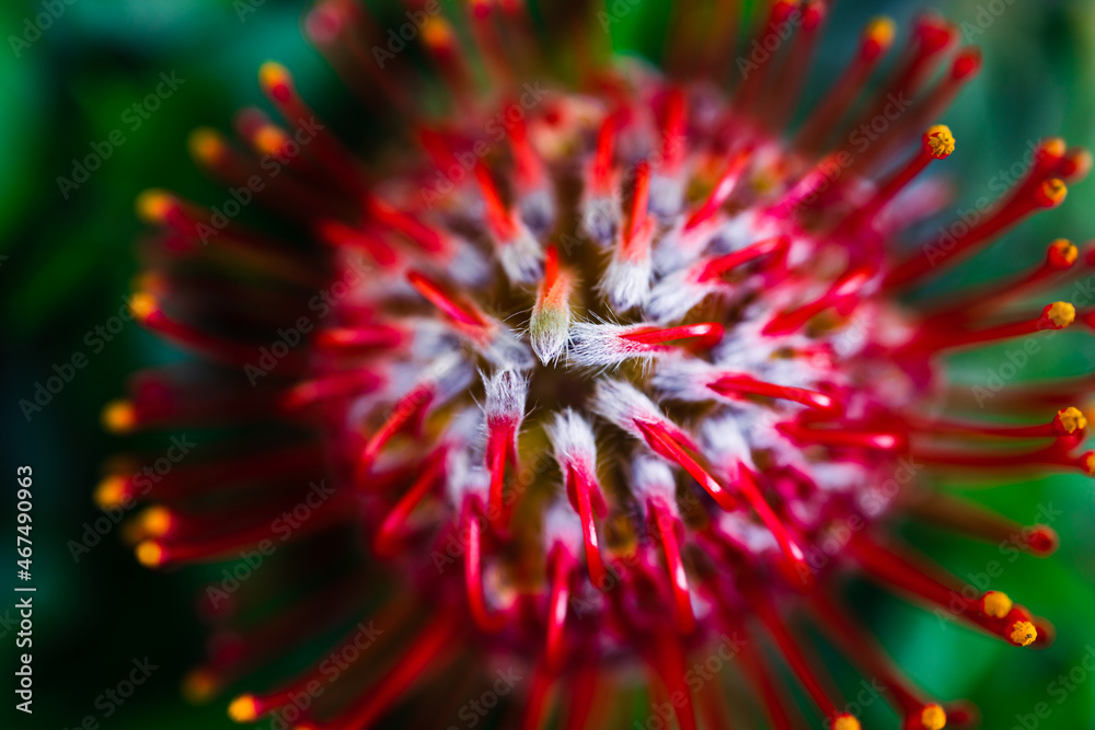 native Australian protea plant with red flower outdoor in beautiful tropical backyard