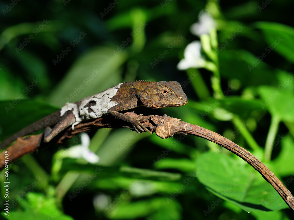 Closeup Molting Oriental garden or Eastern garden or Changeable lizard with natural green leaves in the background Closeup Molting Oriental garden or Eastern garden or Changeable lizard with natural green leaves in the background