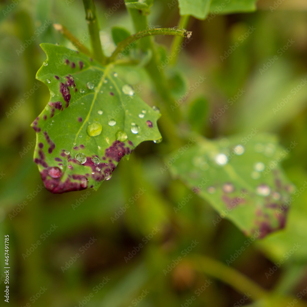 purple spotted leaf encrusted with dew drops in spring purple spotted leaf encrusted with dew drops in spring