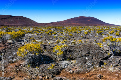 Принти на полотні Volcanic vegetation, Piton de La Fournaise, Reunion Island