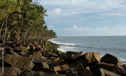 Moss covered rocks and line of coconut trees along the sea shore