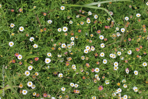 Blooming of Erigeron karvinskianus also known as Mexican daisy, Spanish daisy, Carpet of Santa Barbara daisy. Flower Background. photo
